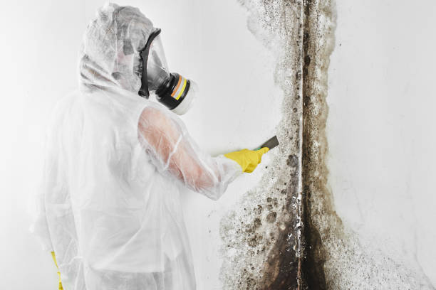 Best Commercial Mold Removal  in Gadsden, AL