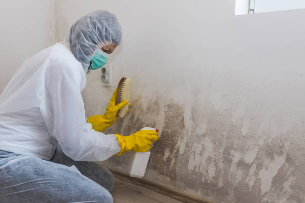 Best Crawl Space Mold Removal  in Gadsden, AL