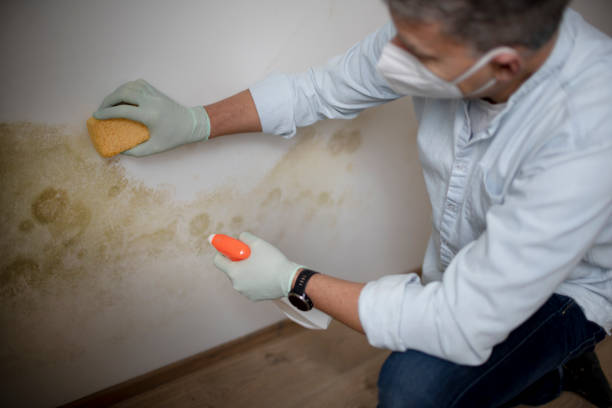 Certified Mold Removal in Gadsden, AL