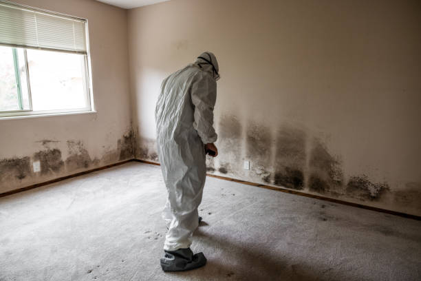 Best Crawl Space Mold Removal  in Gadsden, AL