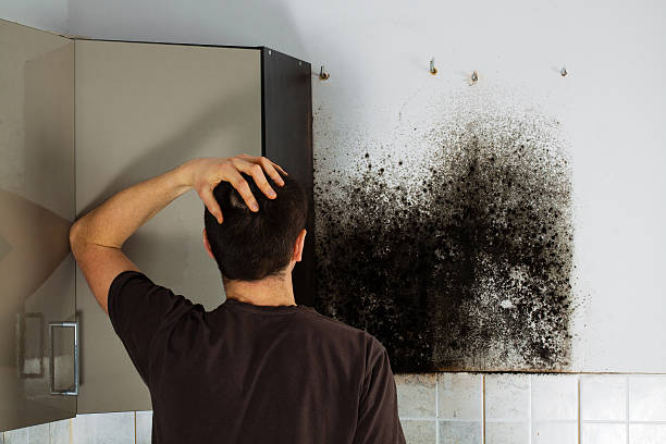 Best Black Mold Removal  in Gadsden, AL