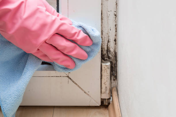 Best Mold Inspection  in Gadsden, AL