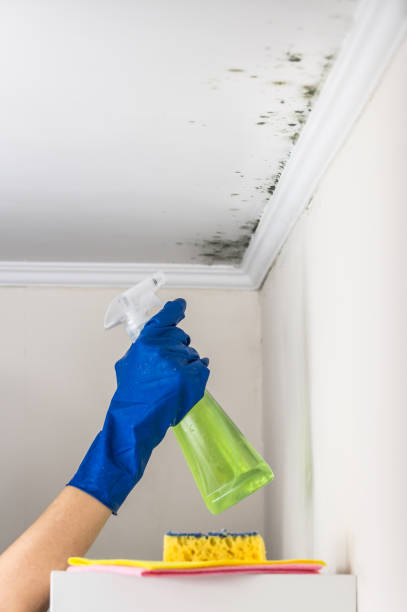 Attic Mold Removal in Gadsden, AL